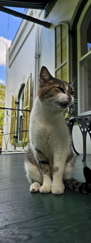 A curious cat sits on a porch floor, staring toward the sky and greenery while rain clouds drift behind a chair.