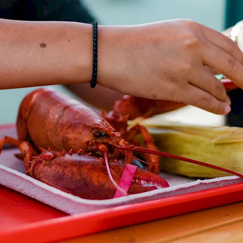A person peeling/cutting a cooked lobster on a red tray next to corn on the cob and other seafood, with hands visible.