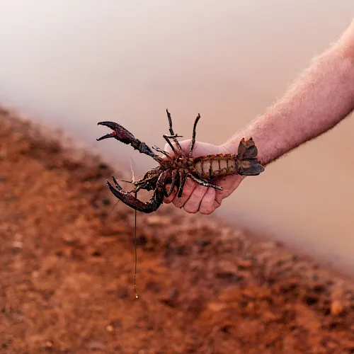 A person holds a large scorpion with its stinger raised over dusty ground, showing the creature close-up.