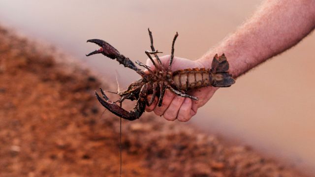 A person holds a large scorpion with its stinger raised over dusty ground, showing the creature close-up.